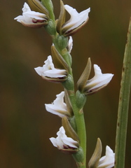 Prasophyllum incurvum
