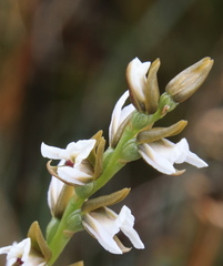 Prasophyllum incurvum