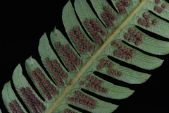 Pseudocyclosorus tylodes