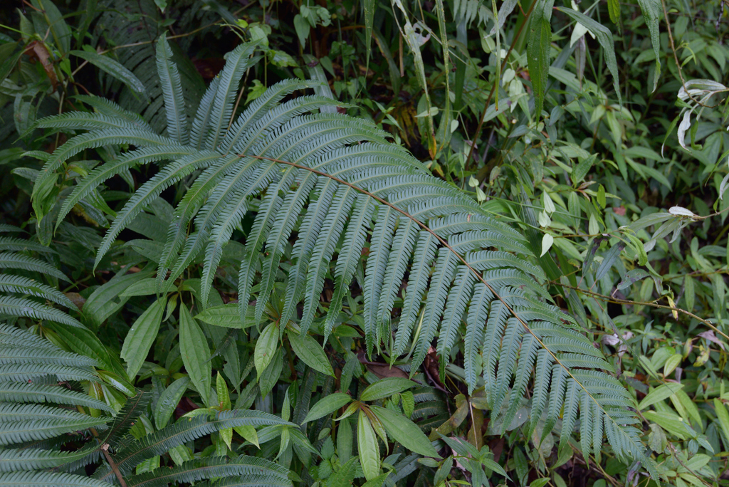 Thelypteris xylodes (Thelypteris xylodes)