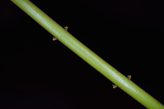 Pseudocyclosorus tylodes