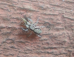 Menemerus bivittatus