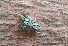 Menemerus bivittatus