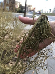 Amsonia hubrichtii