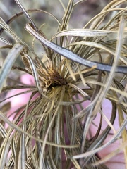 Amsonia hubrichtii