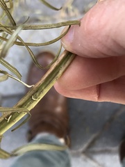 Amsonia hubrichtii