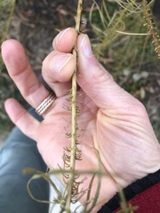 Amsonia hubrichtii