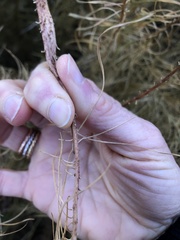 Amsonia hubrichtii