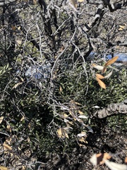 Quercus hypoleucoides