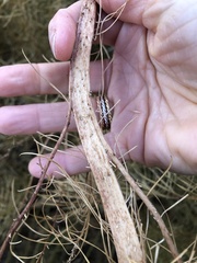 Amsonia hubrichtii