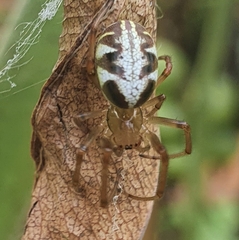 Phonognatha