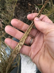 Amsonia hubrichtii