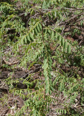 Phyllanthus ciccoides
