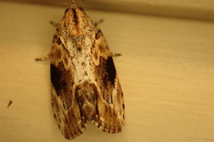 Etanna breviuscula
