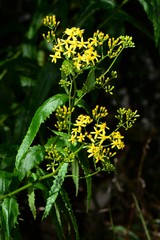 Senecio linearifolius latifolius