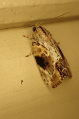 Etanna breviuscula