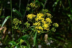 Senecio linearifolius latifolius