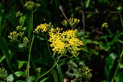 Senecio linearifolius latifolius