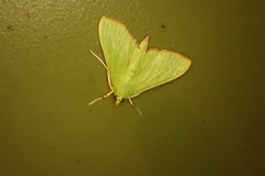 Parotis punctiferalis