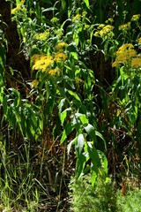 Senecio linearifolius latifolius