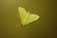 Parotis punctiferalis