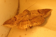 Ericeia goniosema