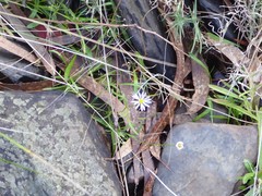 Brachyscome graminea