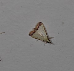 Autocharis hedyphaes