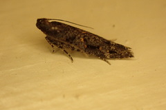 Cryptaspasma