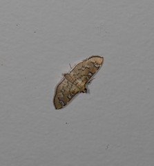 Cotachena hicana
