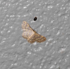 Idaea simplex