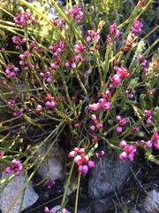 Erica rhopalantha