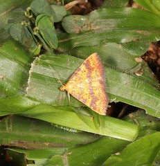 Raparna crocophara