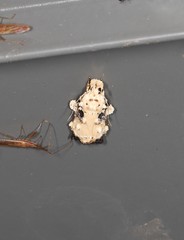 Tonica effractella