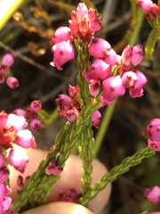 Erica rhopalantha