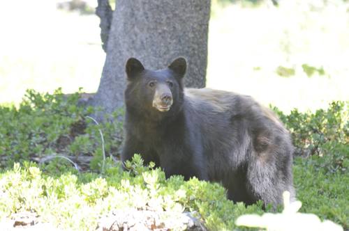 iNaturalist observation photo of American Black Bear