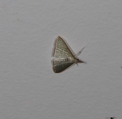 Myrmidonistis hoplora