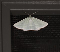Oenochroma infantilis