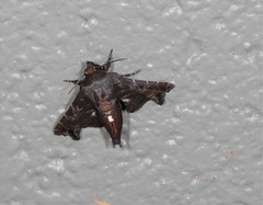 Penicillaria dorsipuncta