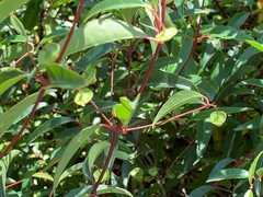 Correa baeuerlenii