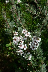 Leptospermum grandifolium