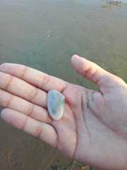 Amarilladesma mactroides