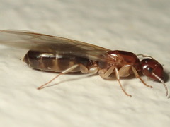 Colobopsis macrocephala