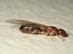 Colobopsis macrocephala