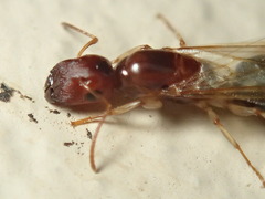 Colobopsis macrocephala