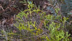 Synaphea polymorpha