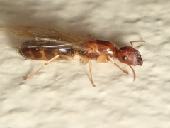Colobopsis macrocephala