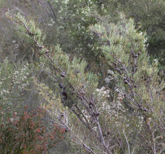 Allocasuarina humilis