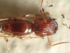 Colobopsis macrocephala