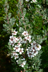 Leptospermum grandifolium